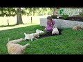 Goldendoodle dogs for sale: River - Video 1