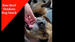 First Time Dogs Eat Beef Tendons #shorts #dogs #rawfood