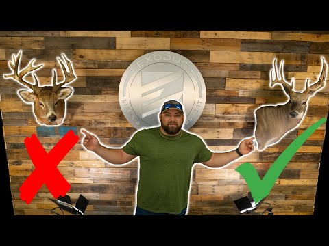 Keep Your Shoulder Mounts Clean to Last a LIFETIME! #whitetailcribs