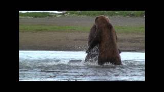 GRIZZLY FIGHT COMPILATION HD katmai alaska Grizzly vs Grizzly bear fight Video
