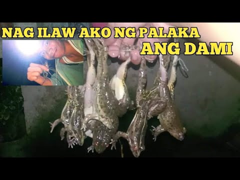 Nag ilaw ako ng palaka ang dami kong nakuha