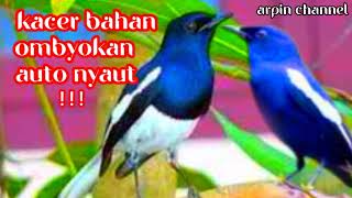 Download lagu PANCINGAN SUARA KACER UNTUK BAHAN OMBYOKAN AUTO NYAUT GACOR mp3 Download lagu PANCINGAN SUARA KACER UNTUK BAHAN OMBYOKAN AUTO NYAUT GACOR mp3