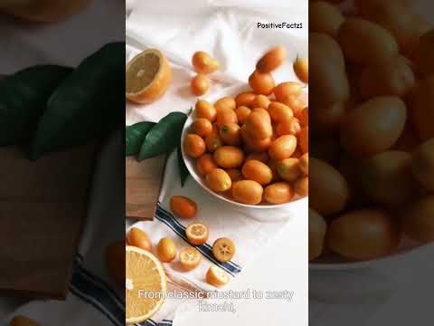 Hot dogs Hans #dog#hot#hans#youtubeshorts#trendingshorts#viralshorts#education#animals