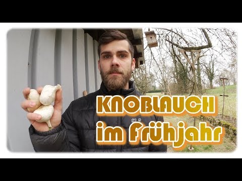 , title : 'Knoblauch anbauen im Frühjahr | Knoblauch Anbau #1'