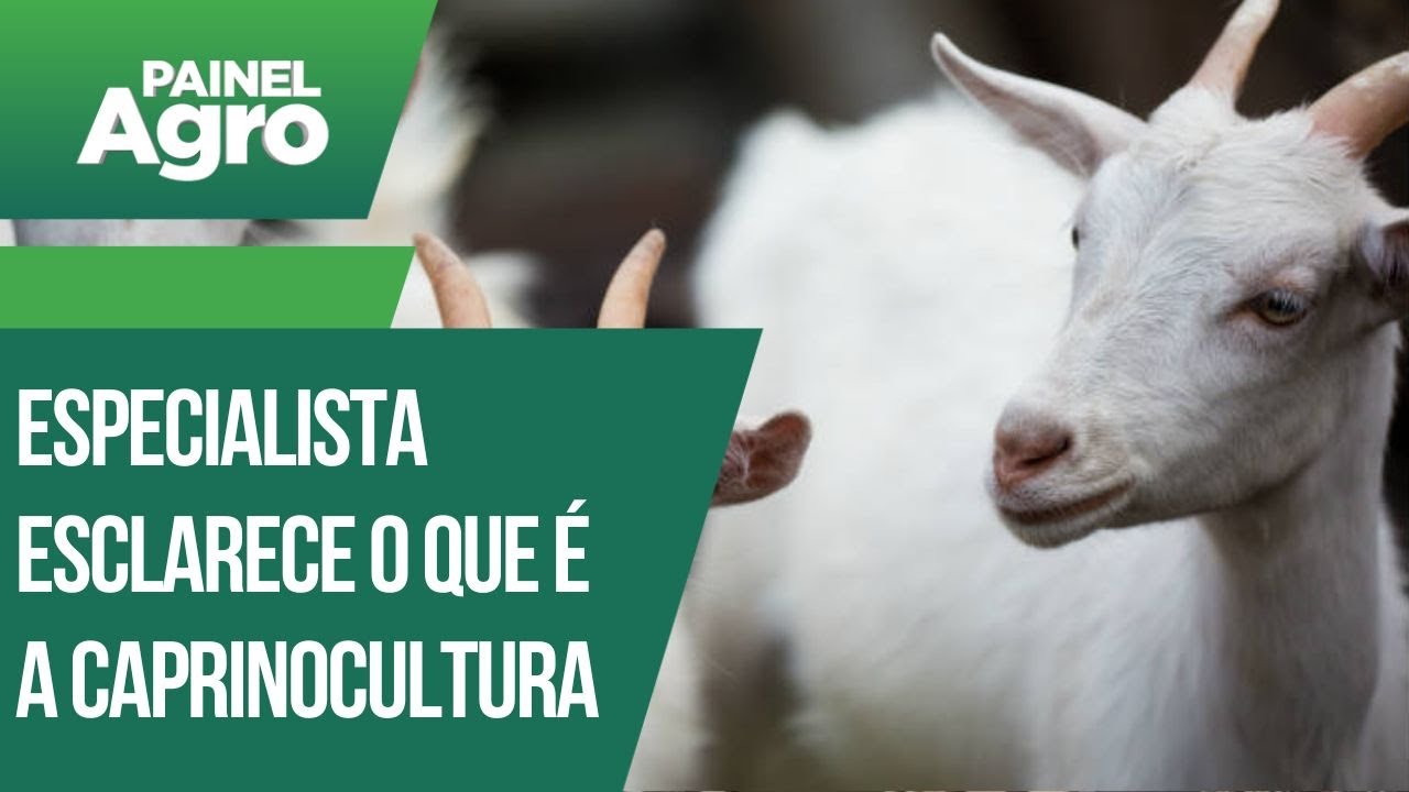 O que é a caprinocultura?