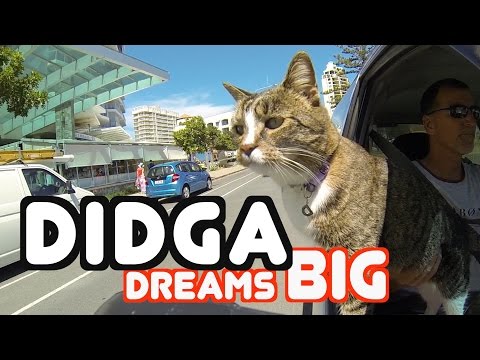 Conoce a Didga. El Gato Mejor Entrenado Del Mundo