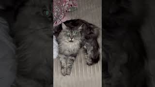 Котики 🐈