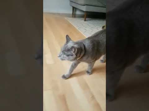 Bubbles the cat is very anxious for food. His tail fur is puffed up! Russian Blue. Please subscribe.