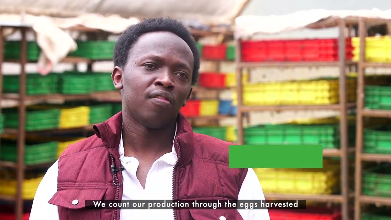 The unique business of growing flies