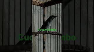 Download lagu Cucak Combo Gacor #cucakcombo #cucakcombogacor mp3