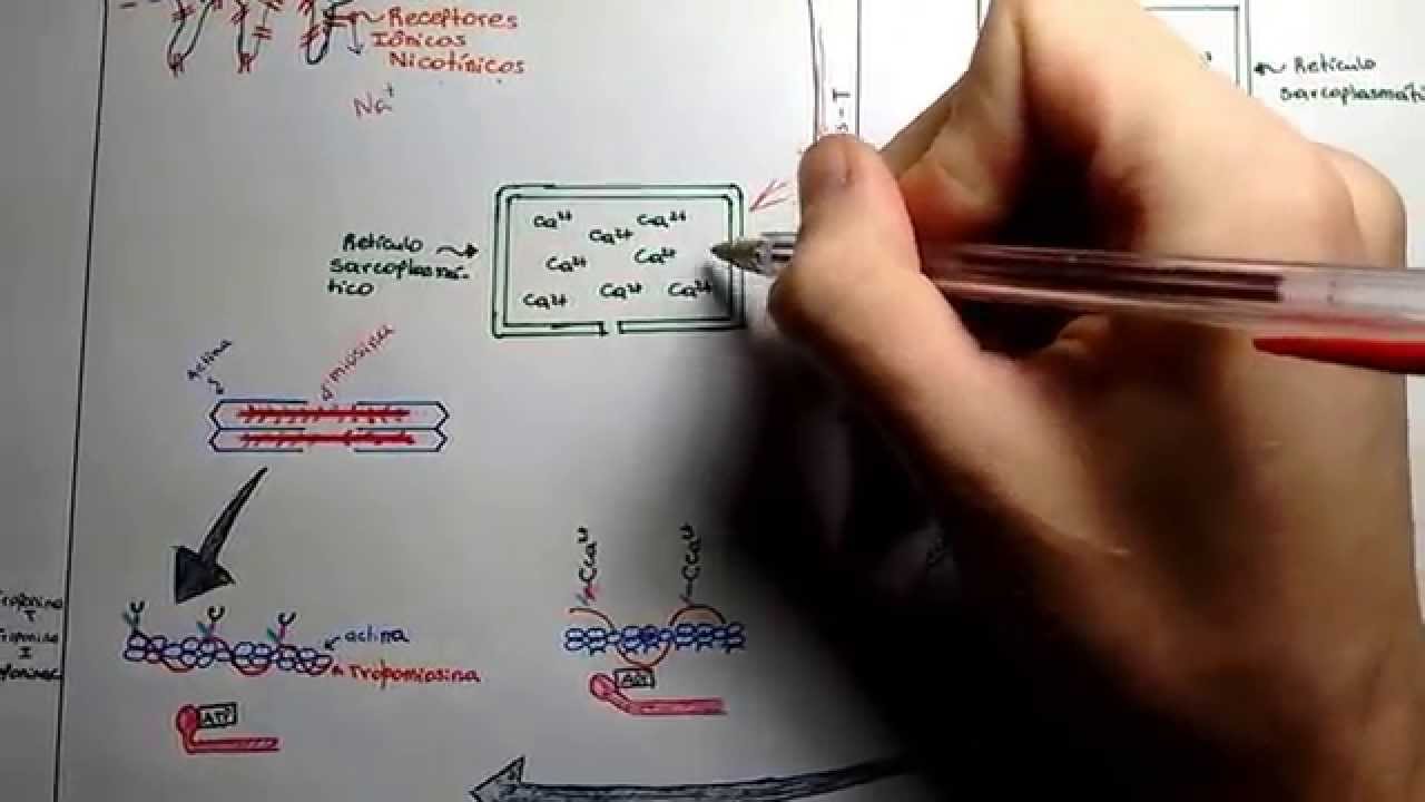 Contração muscular - monitoria de fisiologia médica