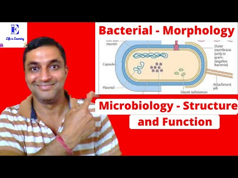 Bacteria - Cell and Shape | Bacteria - Structure and Function | EduBioTechDK | Hindi