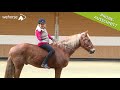 Tellington TTouch Training Für Pferde Reiten Ohne Sattel Und Mit Halsring Linda Tellington Jones