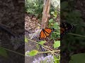 Oh Butterfly