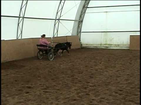 download lagu mp3 mp4 Kahlua Tropical, download lagu Kahlua Tropical gratis, unduh video klip Kahlua Tropical