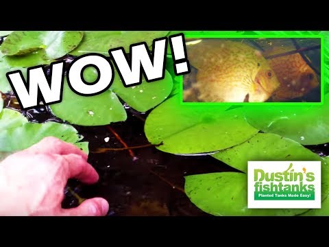 How to Keep Discus Fish -  In a Garden Pond- oh yeah!