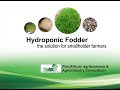 HYDROPONIC FODDER FOR DAIRY COWS IN KENYA