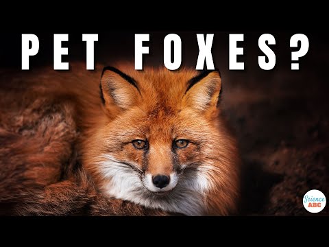 Why Don't We Have Pet Foxes?