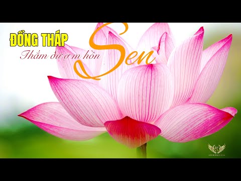 Đồng Tháp thắm đượm hồn sen - Trần Tuấn Kiệt