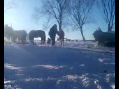 , title : 'Dokarmianie koni owsem w zimie.'