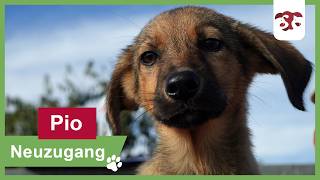 Pio – Eine Box voller bunter Hoffnung