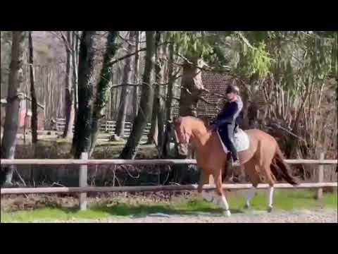 Ibiza - Fürst Heinrich Stute, geb. 2017