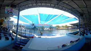 preview picture of video '360 VR Dolphin show @ Oasis sea world Thailand Chanthaburi'