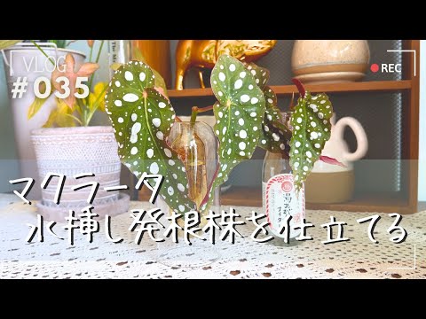 マクラータベゴニアの管理方法は？緑の親指を持っていない人にとって理想的な植物です。  庭園