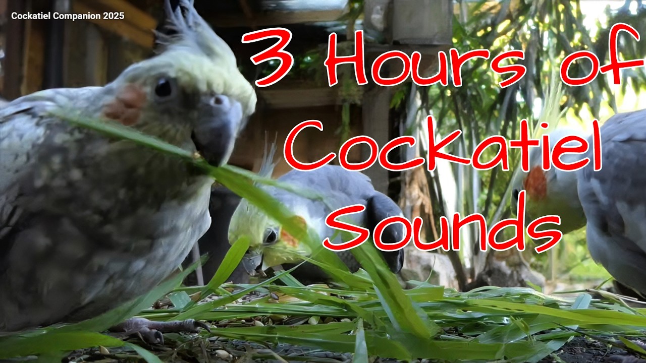 Cockatiel Sounds for 3 Hours