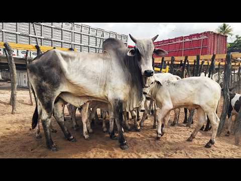 FEIRA DO GADO NO BOLA EM PANELAS-PE   22-02-2026 #nordeste