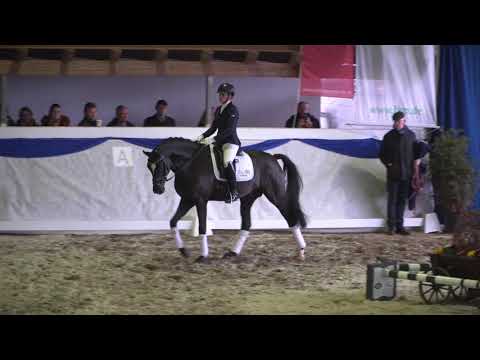 "Fashion in Black" - Siegerhengst 2017 von For Romance I x Lauries Crusador xx