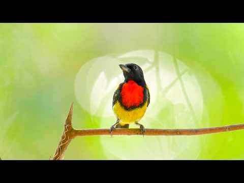 🐦 The 101 Beautiful Small Birds on Earth | Adorable Baby Animals in a Spring Paradise