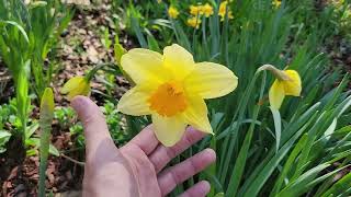 Daffodil Yard Tour (4/4/26)