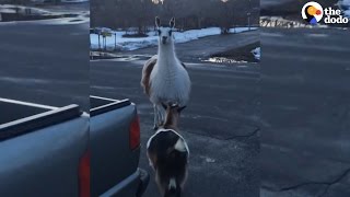Guy Gets Surprised By Goat And Llama