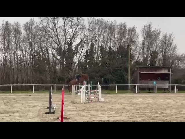 Dillinger du Frety Hongre, selle fran&ccedil;ais de 13 ans