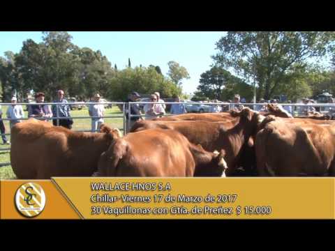 17-03-17 Venta de Vientres - Wallace Hnos S.A - Chillar