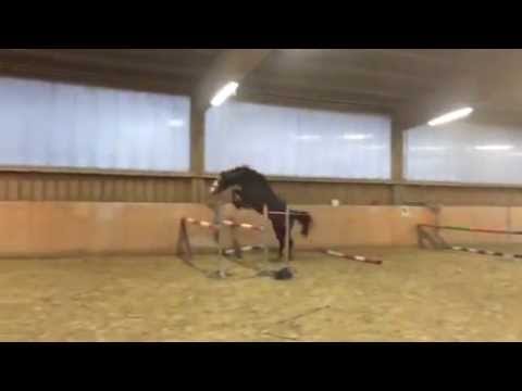 Gekörter Holst. Hengst, geb. 2011 v. Connor x Corofino/Lansing St.18 a2