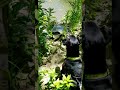 Hiking With My Dog