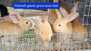 How fast Flemish giant rabbits grow up. showing different stages.