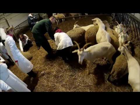 Zemplínska Teplica 2016