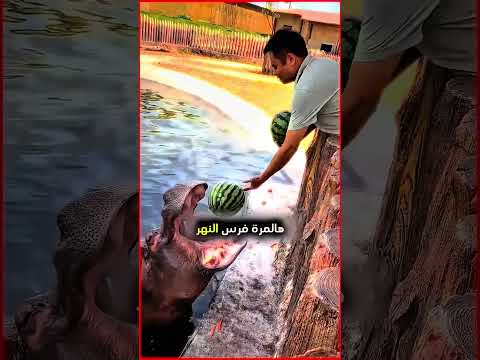 يعطي صديقه فرس النهر الطعام