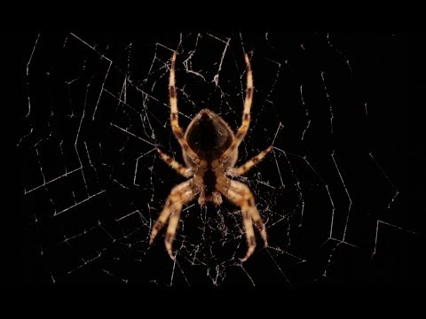 Beautiful Spider Web Build Time-lapse | BBC Earth