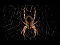 Beautiful Spider Web Build Time-lapse | BBC Earth