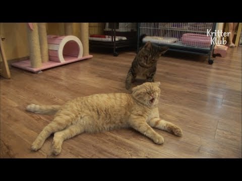 This Cat Looks So Cute But He Is Actually A Bully!? | Kritter Klub