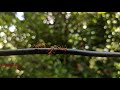 Mizhiyil Ninnum Malayalam Movie Love Song Romantic Song With Lyrics Status Video
