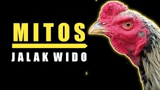 Download lagu Mitos Ayam Jalak Wido || Peternak Harus Tau‼️ mp3