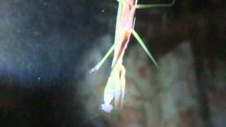 preview picture of video 'Chinese Praying Mantis (Tenodera sinensis)'