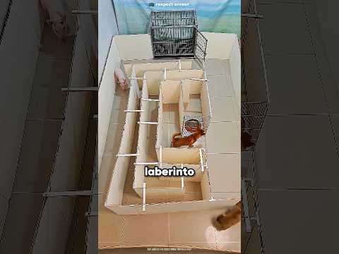Este Chico Puso A Prueba La Inteligencia De Sus Perros 😮
