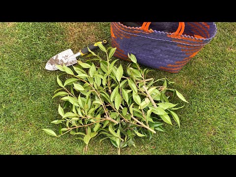 Prune After Bloom To Remove Issues, Camellia “Taylor's Perfection" -  May 23, 2023