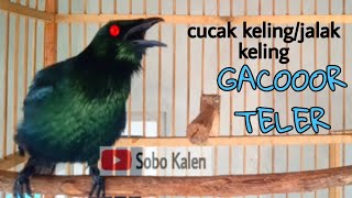 Download lagu Pancingan Cucak Keling gacor teler full isian mp3